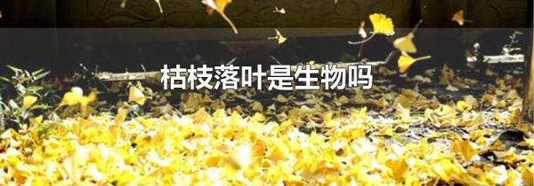 枯枝落叶是生物吗
