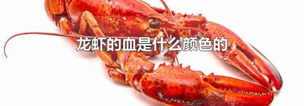 龙虾的血是什么颜色的