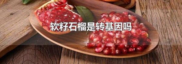 软籽石榴是转基因吗