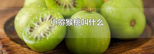 小猕猴桃叫什么