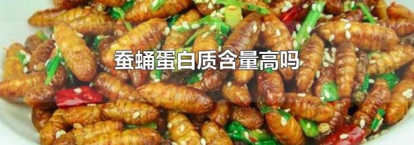 蚕蛹蛋白质含量高吗