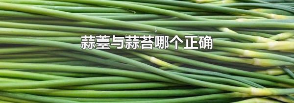 蒜薹与蒜苔哪个正确
