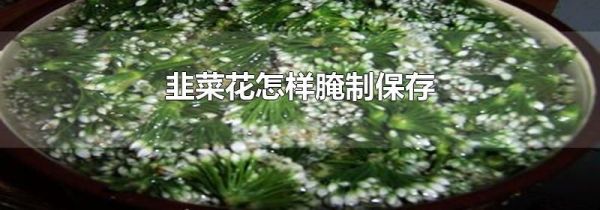 韭菜花怎样腌制保存