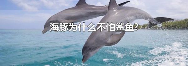 海豚为什么不怕鲨鱼?