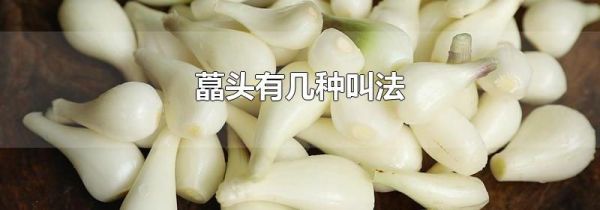 藠头有几种叫法