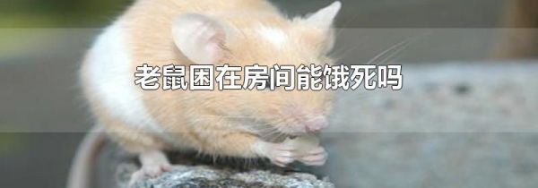 老鼠困在房间能饿死吗