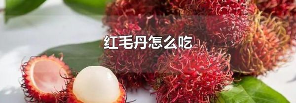 红毛丹怎么吃