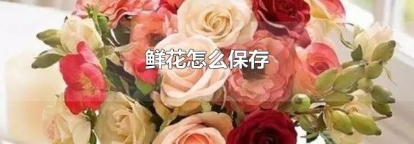 鲜花怎么保存