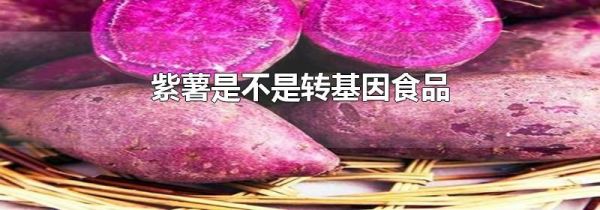 紫薯是不是转基因食品
