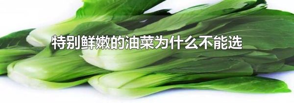特别鲜嫩的油菜为什么不能选
