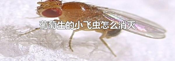 葡萄生的小飞虫怎么消灭