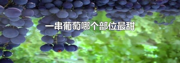 一串葡萄哪个部位最甜