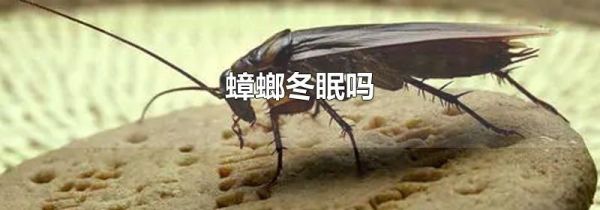 蟑螂冬眠吗