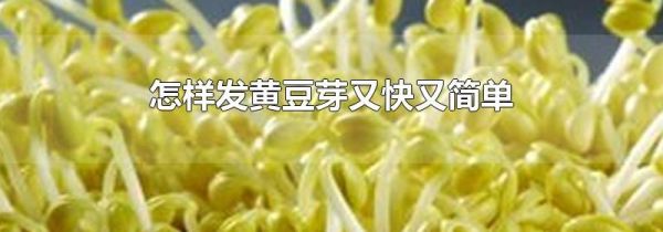怎样发黄豆芽又快又简单