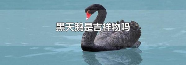 黑天鹅是吉祥物吗