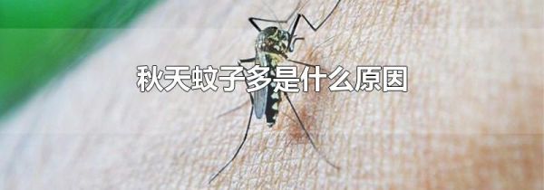 秋天蚊子多是什么原因