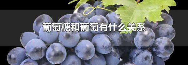 葡萄糖和葡萄有什么关系