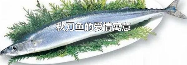 秋刀鱼的爱情寓意