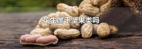 花生属于坚果类吗