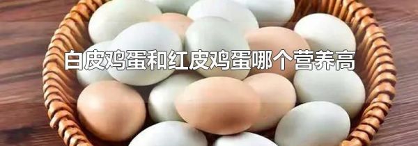 白皮鸡蛋和红皮鸡蛋哪个营养高