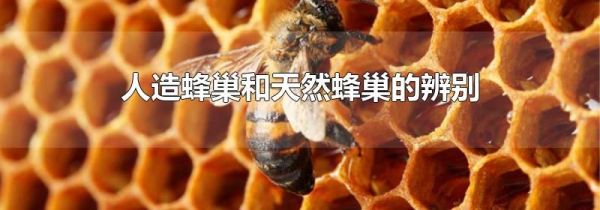 人造蜂巢和天然蜂巢的辨别