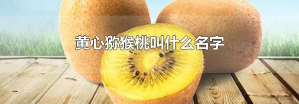 黄心猕猴桃叫什么名字