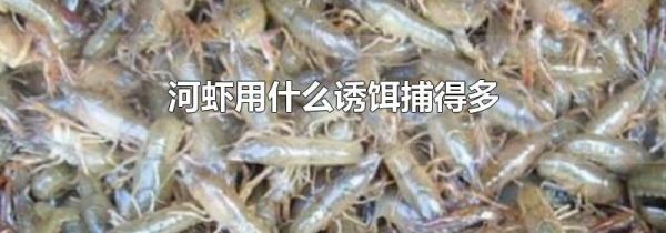 河虾用什么诱饵捕得多