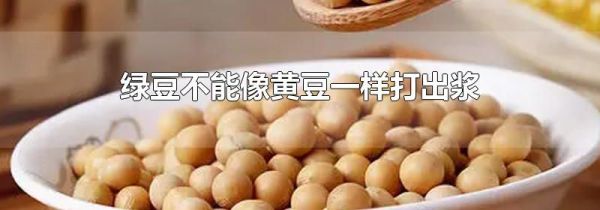 绿豆不能像黄豆一样打出浆