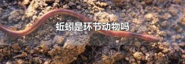 蚯蚓是环节动物吗
