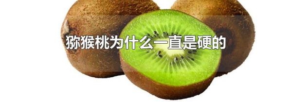 猕猴桃为什么一直是硬的