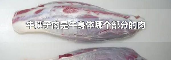 牛腱子肉是牛身体哪个部分的肉