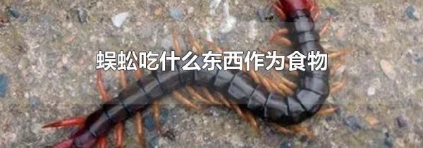蜈蚣吃什么东西作为食物
