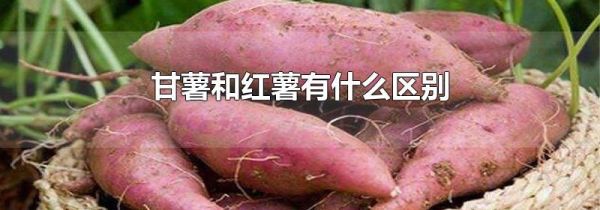 甘薯和红薯有什么区别