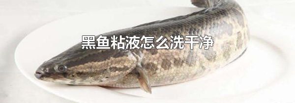 黑鱼粘液怎么洗干净
