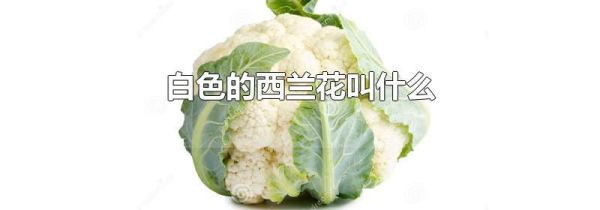 白色的西兰花叫什么