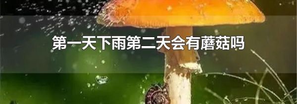 第一天下雨第二天会有蘑菇吗
