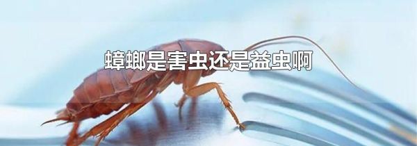 蟑螂是害虫还是益虫啊