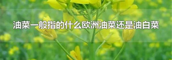油菜一般指的什么欧洲油菜还是油白菜