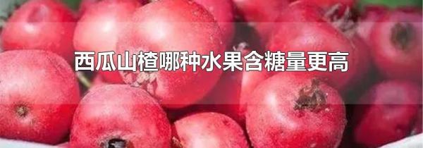西瓜山楂哪种水果含糖量更高