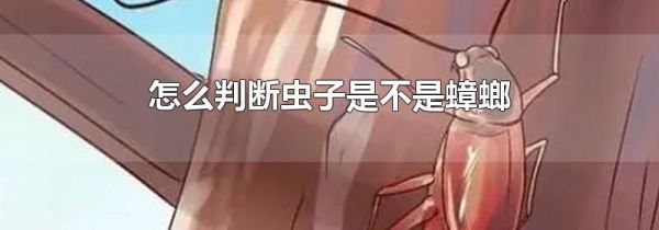 怎么判断虫子是不是蟑螂