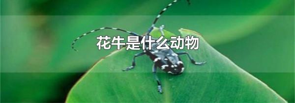 花牛是什么动物
