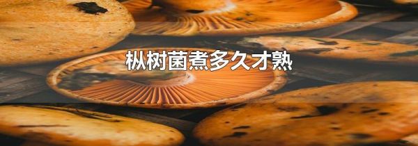 枞树菌煮多久才熟