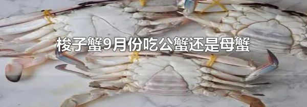 梭子蟹9月份吃公蟹还是母蟹