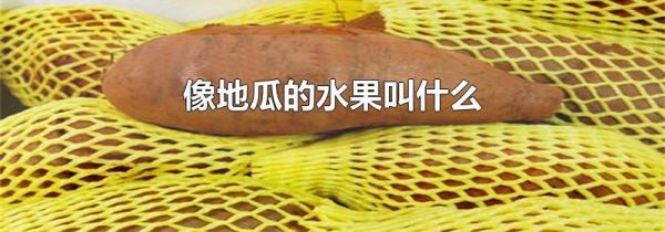 像地瓜的水果叫什么