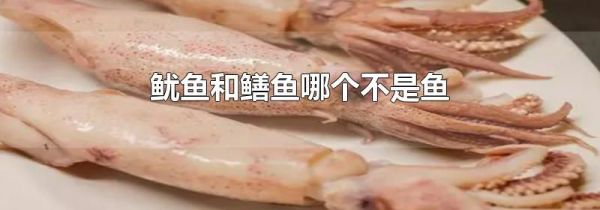 鱿鱼和鳝鱼哪个不是鱼