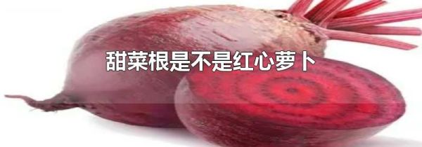 甜菜根是不是红心萝卜