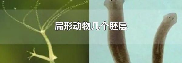 扁形动物几个胚层
