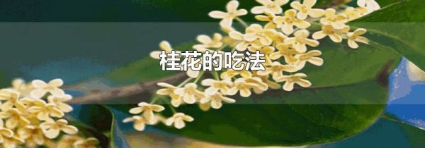 桂花的吃法
