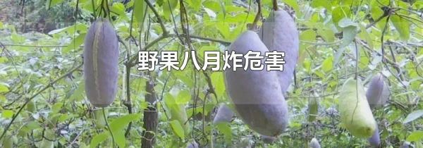 野果八月炸危害