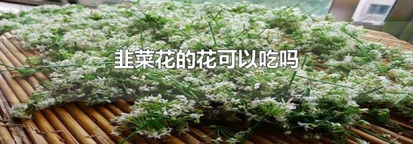 韭菜花的花可以吃吗